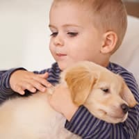 Beliebte Hunderassen als Familienhund: der Golden Retriever