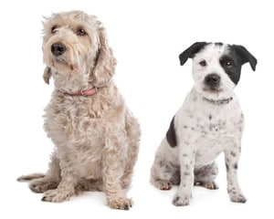 Familienhunde und Hunderassen - Lieber einen Mischling oder soll es doch ein Rassehund sein?
