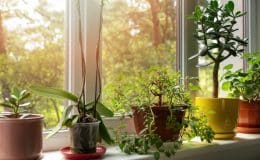 Zimmerpflanzen für Allergiker - Worauf muss ich acht geben?